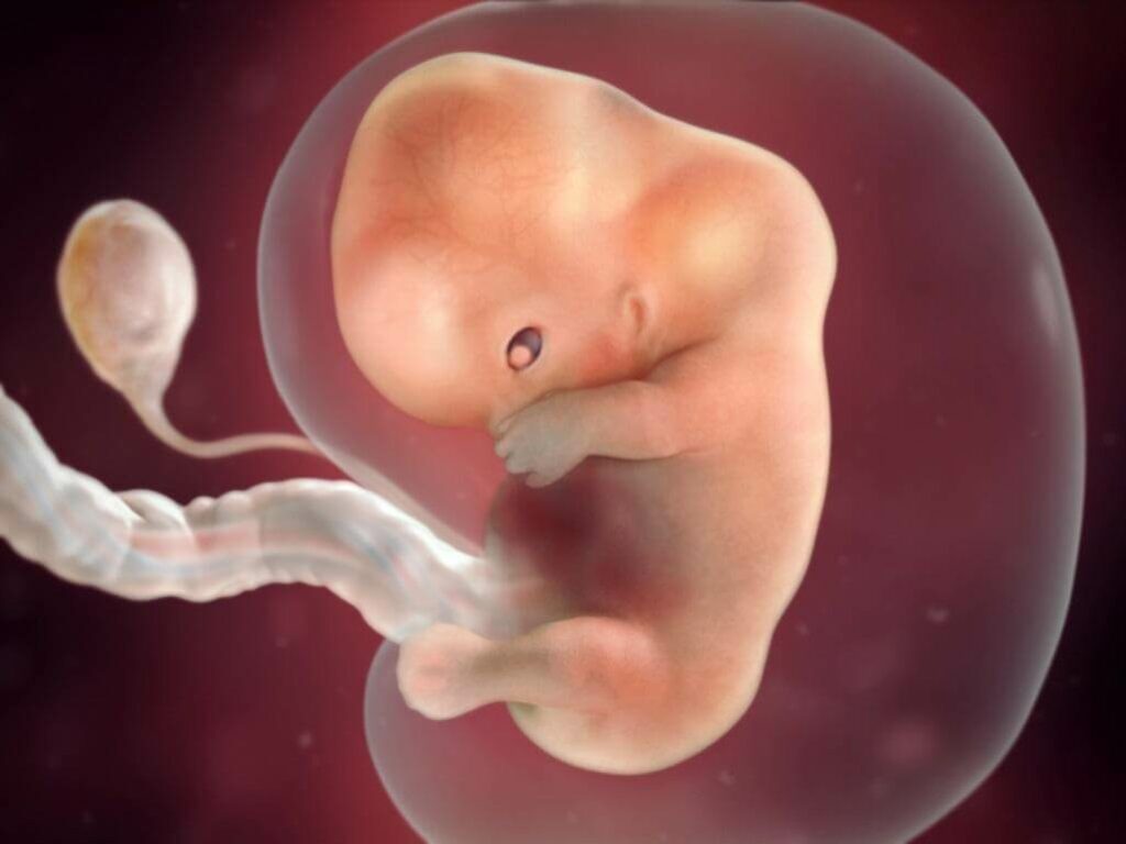مراحل نمو الجنين في الأسبوع التاسع