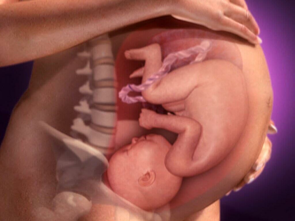 الجنين داخل الرحم