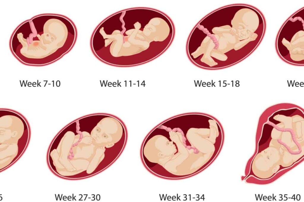 مراحل الحمل بالأسبوع