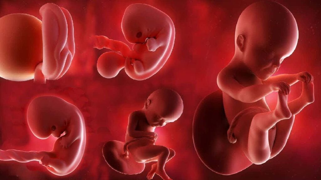 مراحل نمو الجنين في بطن أمه بالتفصيل