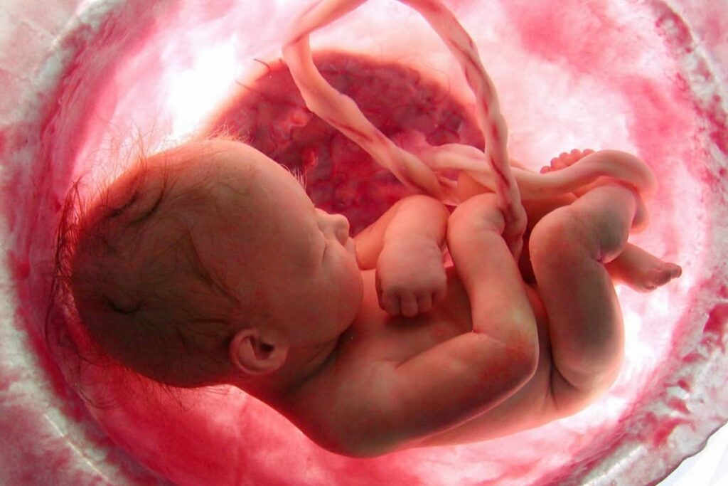 غيرة الطفل من حمل أمه ونوع الجنين | ويكي علم